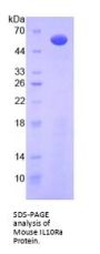 Mouse Interleukin 10 Receptor Alpha (IL10Ra) Protein