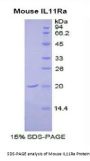 Mouse Interleukin 11 Receptor Alpha (IL11Ra) Protein