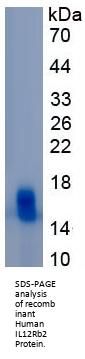 Human Interleukin 12 Receptor Beta 2 (IL12Rb2) Protein