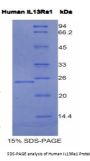 Human Interleukin 13 Receptor Alpha 1 (IL13Ra1) Protein