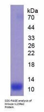 Mouse Interleukin 13 Receptor Alpha 2 (IL13Ra2) Protein