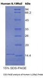 Human Interleukin 13 Receptor Alpha 2 (IL13Ra2) Protein