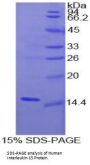 Human Interleukin 15 (IL15) Protein