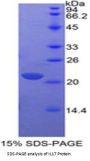 Dog Interleukin 17A (IL17A) Protein