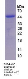 Chicken Interleukin 17A (IL17A) Protein