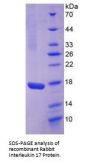 Rabbit Interleukin 17A (IL17A) Protein