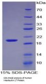 Human Interleukin 17A (IL17A) Protein