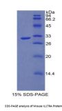 Mouse Interleukin 17 Receptor A (IL17RA) Protein