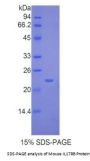 Mouse Interleukin 17 Receptor B (IL17RB) Protein