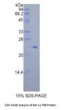 Rat Interleukin 17 Receptor B (IL17RB) Protein