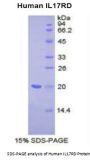 Human Interleukin 17 Receptor D (IL17RD) Protein