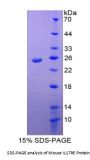 Mouse Interleukin 17 Receptor E (IL17RE) Protein