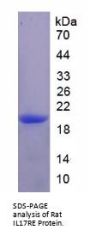 Rat Interleukin 17 Receptor E (IL17RE) Protein