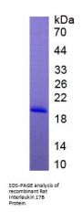 Rat Interleukin 17B (IL17B) Protein