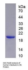 Human Interleukin 17B (IL17B) Protein
