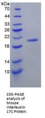 Mouse Interleukin 17C (IL17C) Protein