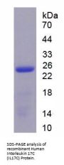 Human Interleukin 17C (IL17C) Protein