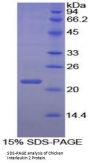 Chicken Interleukin 2 (IL2) Protein