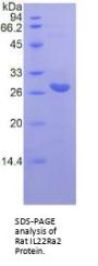 Rat Interleukin 22 Receptor Alpha 2 (IL22Ra2) Protein