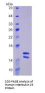 Human Interleukin 23 (IL23) Protein