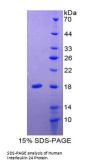 Human Interleukin 24 (IL24) Protein