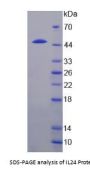 Rat Interleukin 24 (IL24) Protein