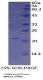 Human Interleukin 25 (IL25) Protein