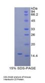 Mouse Interleukin 25 (IL25) Protein