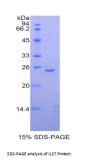 Rat Interleukin 27A (IL27A) Protein