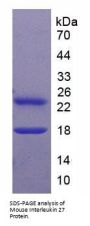 Mouse Interleukin 27A (IL27A) Protein