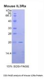 Mouse Interleukin 3 Receptor alpha (IL3RA) Protein