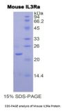 Mouse Interleukin 3 Receptor alpha (IL3RA) Protein