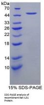 Rat Interleukin 31 (IL31) Protein