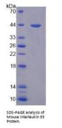 Mouse Interleukin 33 (IL33) Protein