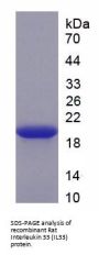 Rat Interleukin 33 (IL33) Protein