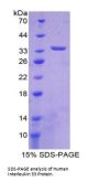 Human Interleukin 33 (IL33) Protein