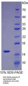 Rat Interleukin 34 (IL34) Protein