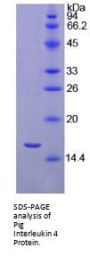 Pig Interleukin 4 (IL4) Protein