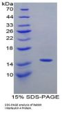 Rabbit Interleukin 4 (IL4) Protein