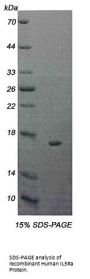 Human Interleukin 5 Receptor alpha (IL5RA) Protein