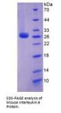 Mouse Interleukin 6 (IL6) Protein