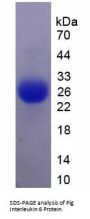 Pig Interleukin 6 (IL6) Protein