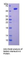Rabbit Interleukin 6 (IL6) Protein