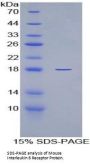 Mouse Interleukin 6 Receptor (IL6R) Protein