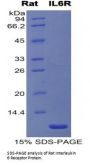 Rat Interleukin 6 Receptor (IL6R) Protein