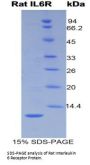 Rat Interleukin 6 Receptor (IL6R) Protein