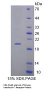 Mouse Interleukin 7 Receptor (IL7R) Protein