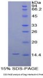 Dog Interleukin 8 (IL8) Protein
