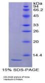 Horse Interleukin 8 (IL8) Protein
