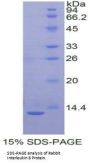Rabbit Interleukin 8 (IL8) Protein